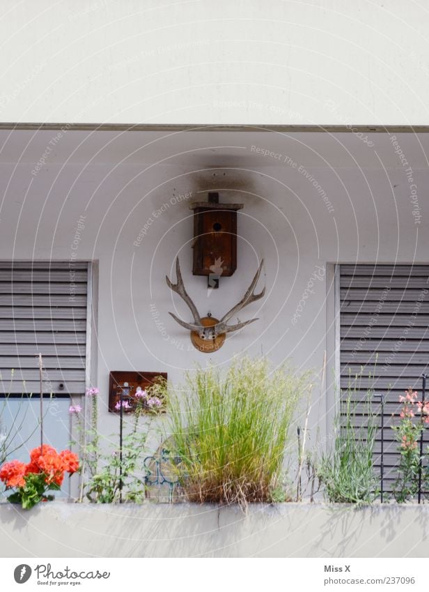 Home sweet home Living or residing Flat (apartment) Arrange Decoration Plant Pot plant Balcony Antlers Birdhouse Window Colour photo Exterior shot Deserted