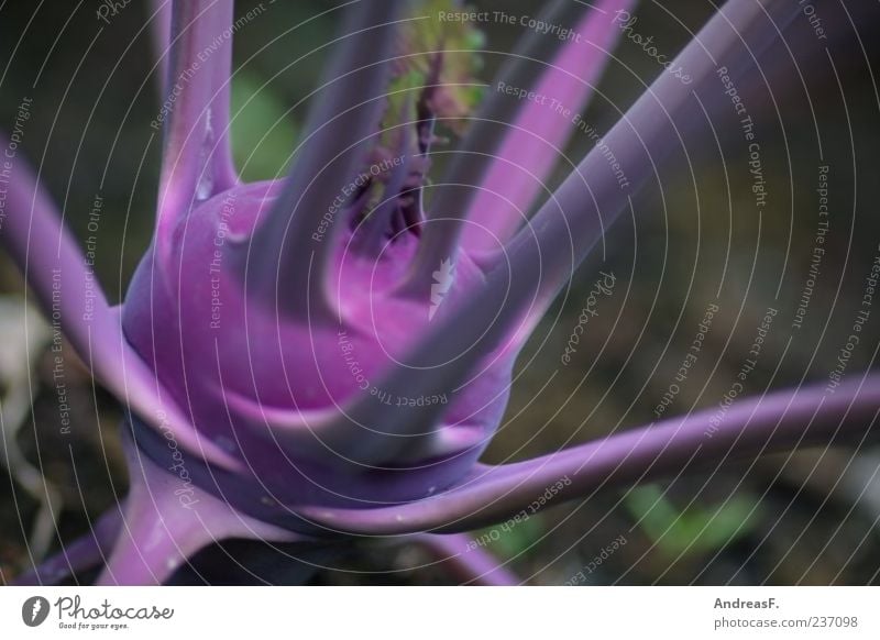 Kohlrabi blue Food Vegetable Nutrition Organic produce Vegetarian diet Nature Plant Agricultural crop Violet Colour photo Exterior shot Detail Deserted