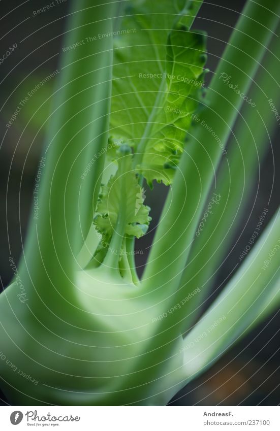 Kohlrabi green Food Vegetable Organic produce Vegetarian diet Green Colour photo Exterior shot Close-up Detail Shallow depth of field 1 Deserted Vegan diet