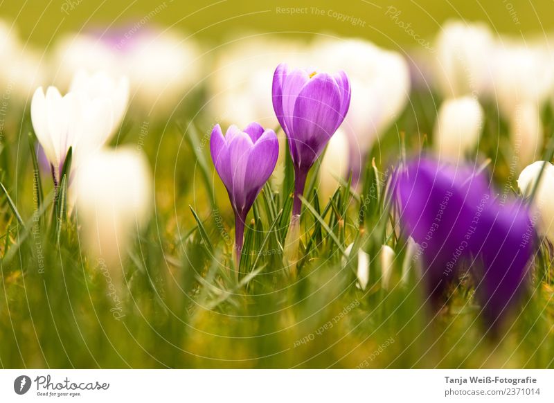 spring awakening Plant Spring Beautiful weather Flower Fragrance Violet Contentment Joie de vivre (Vitality) Spring fever Hope Moody Colour photo Exterior shot