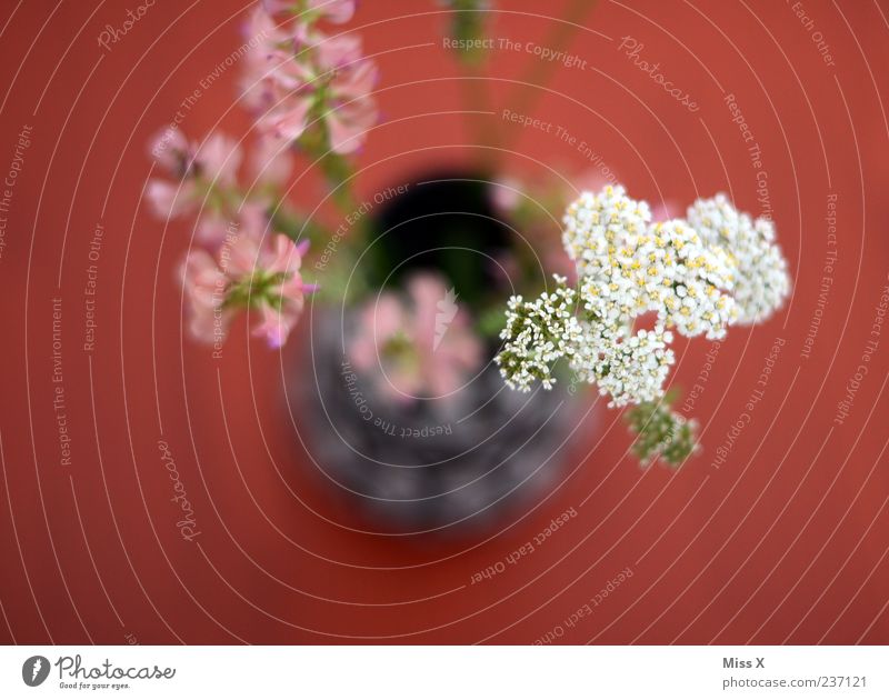 flower vase Flower Leaf Blossom Blossoming Fragrance Red Flower vase Common Yarrow Sweet pea Bouquet Picked Meadow flower Colour photo Multicoloured