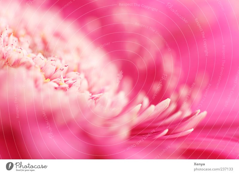 water lily mimicry Plant Flower Blossom Pink Blossom leave Gerbera Macro (Extreme close-up) Colour photo Interior shot Deserted Copy Space right Copy Space top