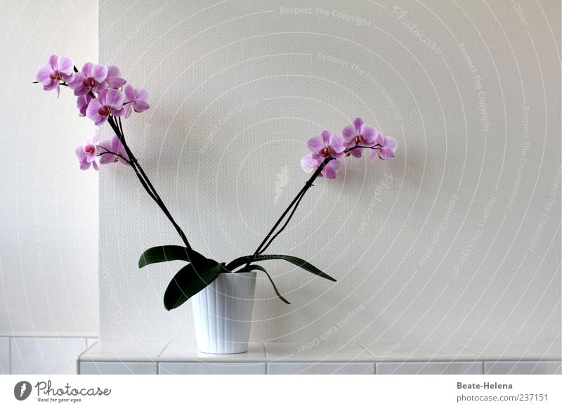 V-floret Plant Orchid Leaf Blossom Blossoming Esthetic Exceptional Fragrance Exotic Green Violet White Colour Colour photo Interior shot Deserted Copy Space top