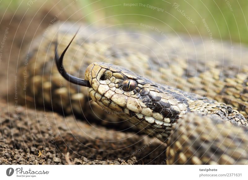 macro portrait of hungarian meadow adder Beautiful Nature Animal Meadow Snake Wild Brown Fear Dangerous head tongue Viper vipera wildlife Reptiles scales