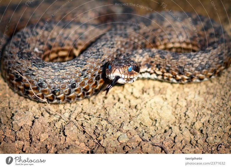 meadow viper emerged from hibernation Beautiful Skin Nature Animal Meadow Snake Wild Blue Fear Dangerous Viper vipera ursinii rakosiensis venomous shedding