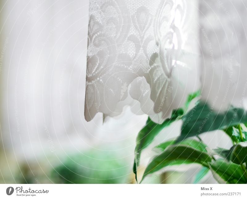 at grandma's Plant Pot plant Window Cloth White Drape Lace Curtain Colour photo Interior shot Close-up Deserted Copy Space left Morning Light