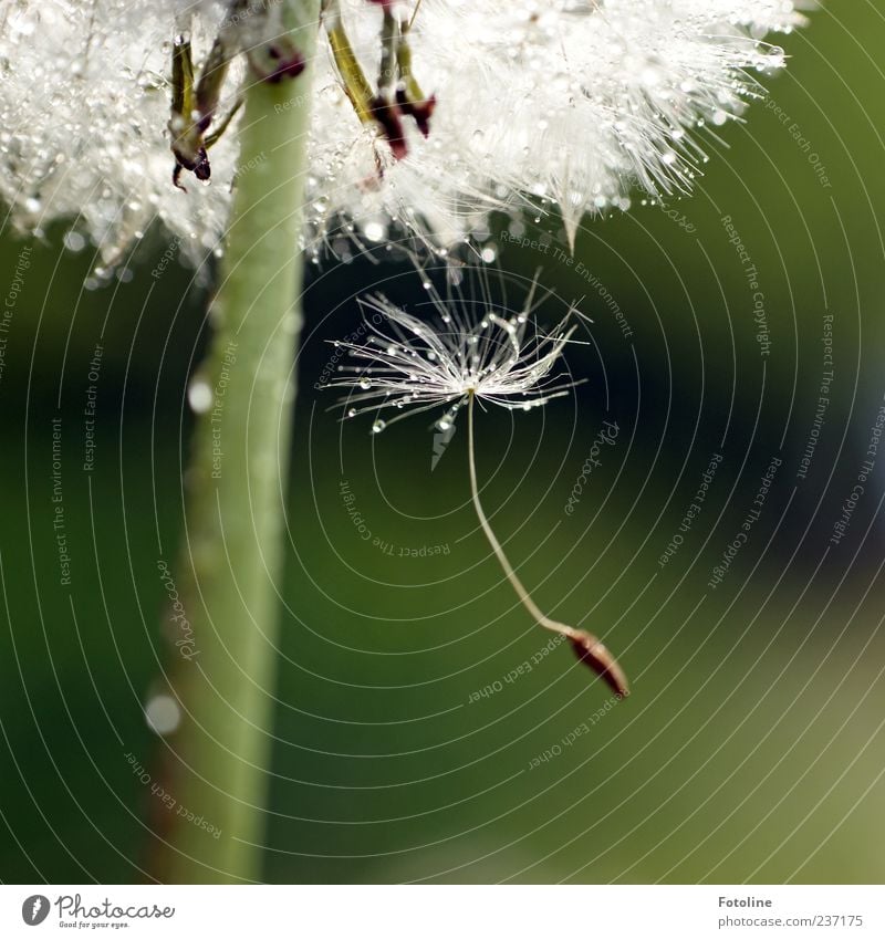 and bye! Environment Nature Plant Elements Water Drops of water Summer Flower Blossom Wild plant Bright Near Wet Natural Soft Green White Dandelion Seed Divide