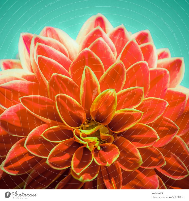 flower power Nature Plant Summer Flower Blossom Dahlia Garden Park Blossoming Fragrance Yellow Red Esthetic Design Energy Colour Symmetry Fiery Power