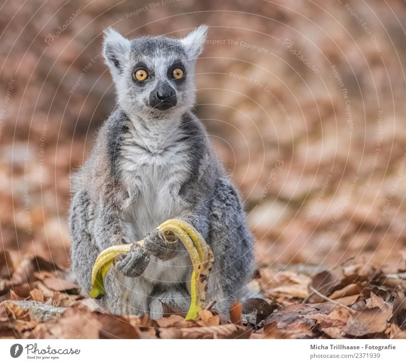 Frightened look Fruit Banana Healthy Eating Nature Animal Sun Beautiful weather Leaf Forest Wild animal Animal face Pelt Paw Monkeys Ring-tailed Lemur Half-apes