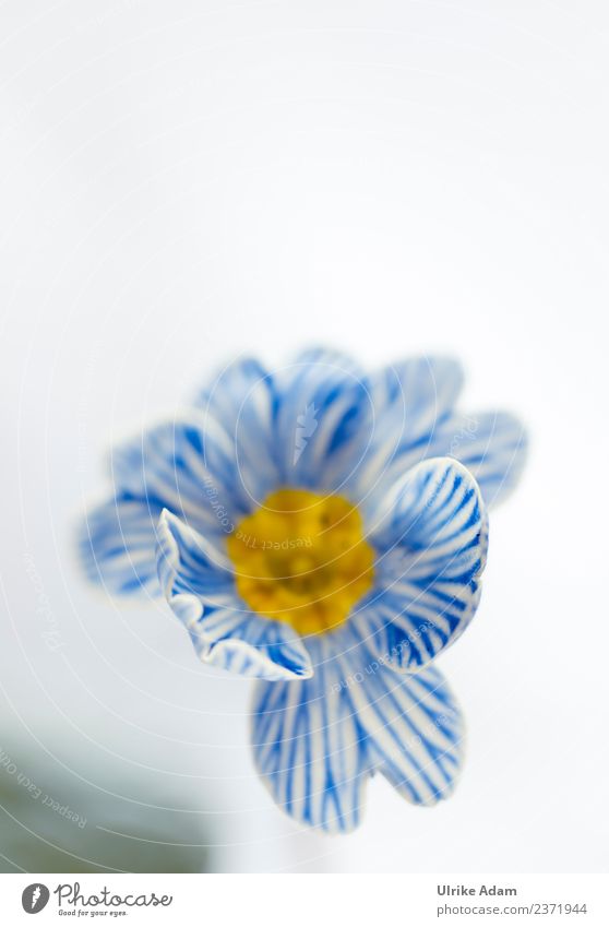 Blue white striped primrose Feasts & Celebrations Easter Nature Plant Spring Flower Blossom Primrose Blossoming Soft White Spring fever Striped Blur 1 Funny