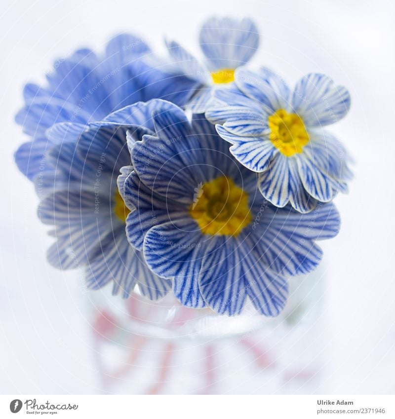 Blue white striped zebra primroses Elegant Design Nature Plant Spring Flower Blossom Primrose Zebra Primrose Garden Bouquet Blossoming Exceptional Beautiful