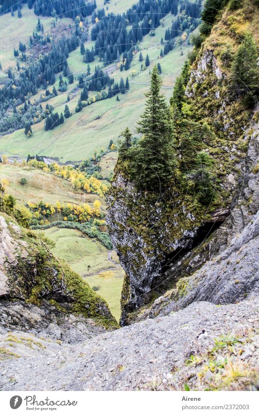 This is a deep insight Mountain Landscape Rock Alps Forest of Bregenz Wall of rock Austria Canyon To fall Looking Threat Tall Above Gray Green Fear