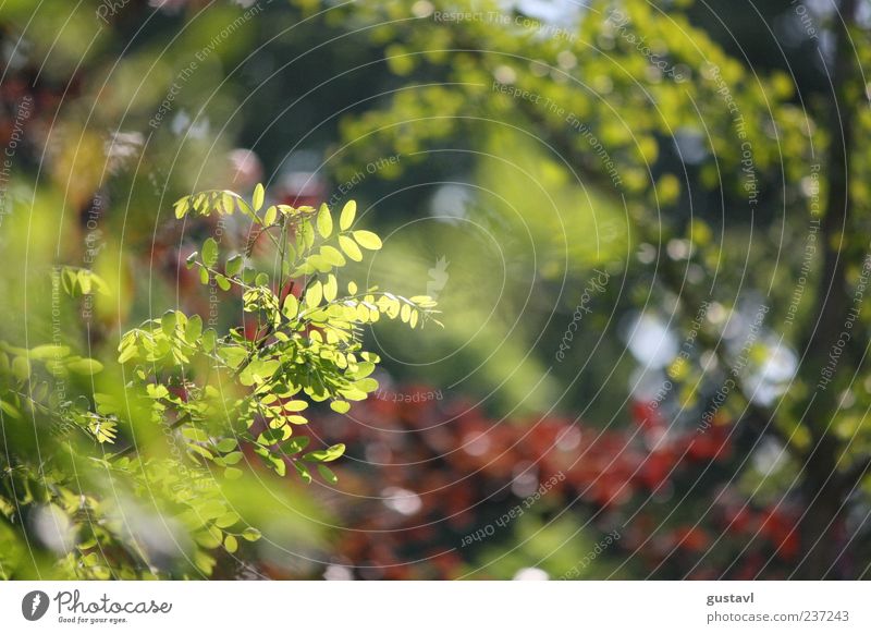 Not only green flowers in spring Environment Nature Spring Beautiful weather Wild plant Colour photo Exterior shot Deserted Day Light Sunlight