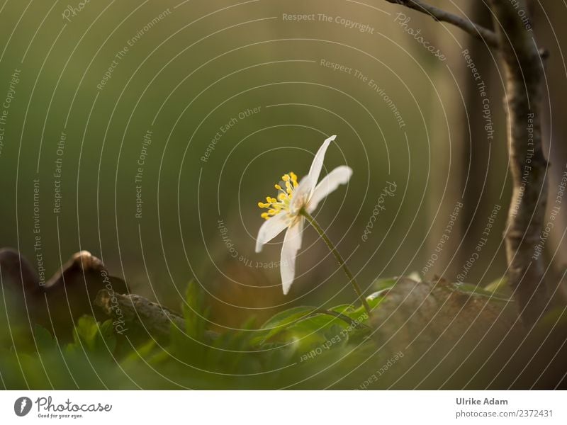 Wood anemone - flowers and nature Elegant Wellness Life Harmonious Well-being Contentment Relaxation Calm Meditation Mother's Day Funeral service Nature Plant