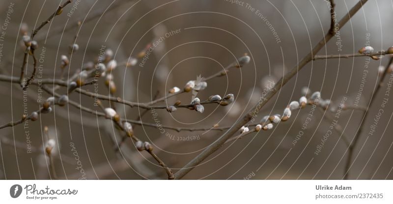 Willow Catkin - Spring mourning card Funeral service Nature Plant Willow tree Dark Brown Grief Death Loneliness Branch Kitten Sadness Colour photo