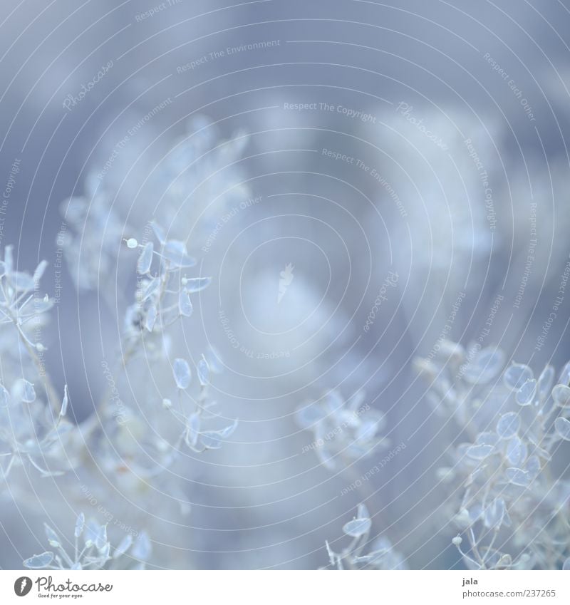 pale blue Plant Bushes Leaf Blue Delicate Ease Colour photo Exterior shot Deserted Copy Space top Day Deep depth of field Detail Blur White Transparent