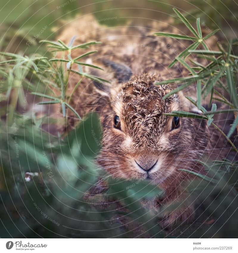 Hanny Bunny Animal Meadow Wild animal 1 Baby animal Small Cute Beautiful Brown Green Fear Hare & Rabbit & Bunny Scaredy-cat Hiding place Hide Rodent