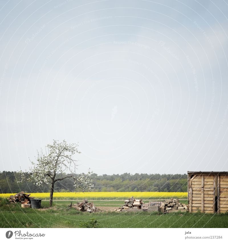 plant piece Environment Nature Landscape Plant Sky Spring Tree Grass Canola field Meadow Field Forest Hut Blue Yellow Green Colour photo Exterior shot Deserted