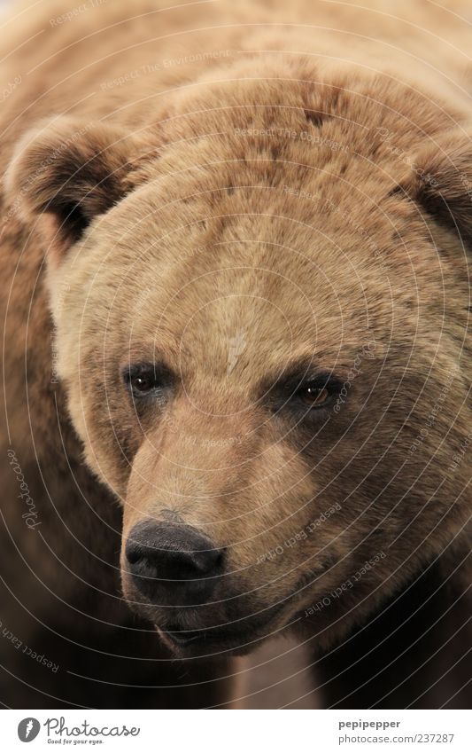 brown bear Animal Wild animal Animal face Pelt 1 Brown Bear Colour photo Close-up Detail Deserted Shallow depth of field Animal portrait Forward Head Eyes