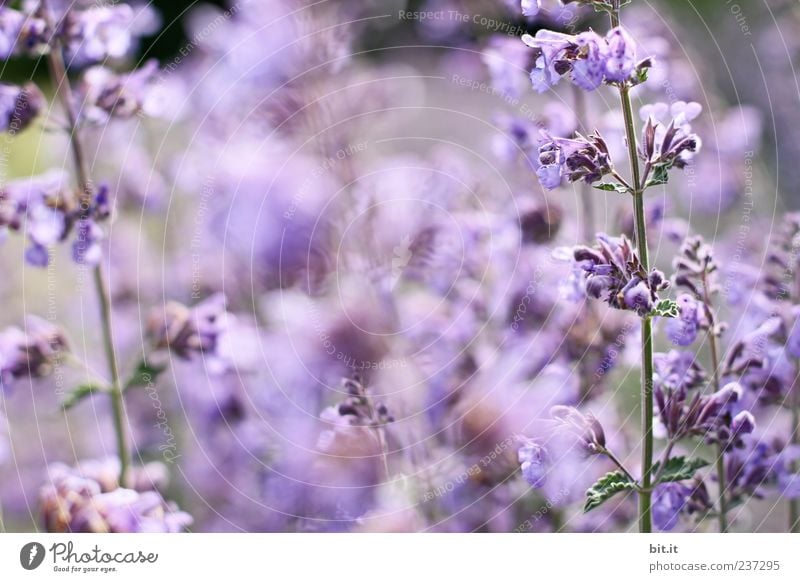 lavender Tea Wellness Harmonious Senses Relaxation Calm Meditation Summer vacation Feasts & Celebrations Valentine's Day Mother's Day Wedding Birthday Nature