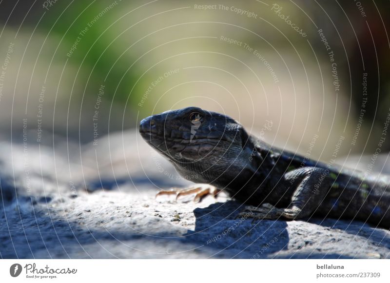 A whole guy! Nature Sand Sunlight Summer Beautiful weather Animal Wild animal 1 Sit Tenerife Lizards Break Rest Colour photo Subdued colour Multicoloured