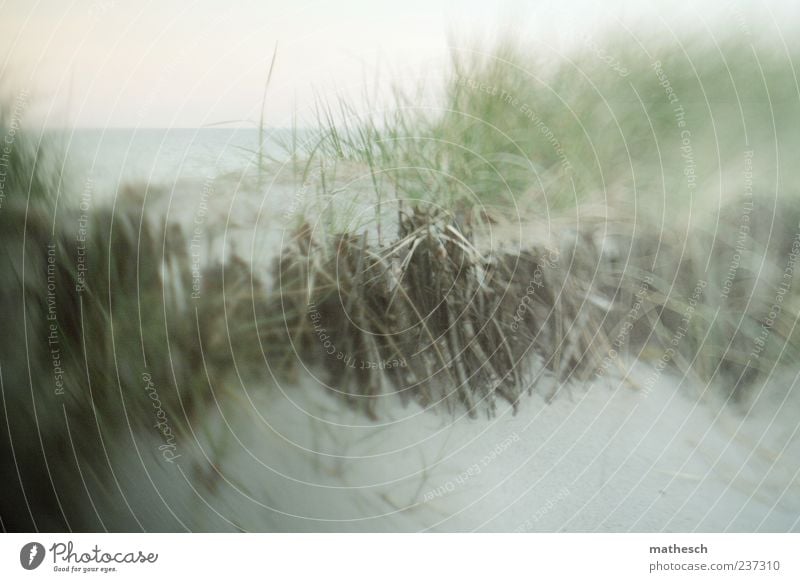 sandpiper Sand Water Cloudless sky Grass Coast Beach Baltic Sea Blue Gray Marram grass Dune Horizon Colour photo Subdued colour Exterior shot Experimental