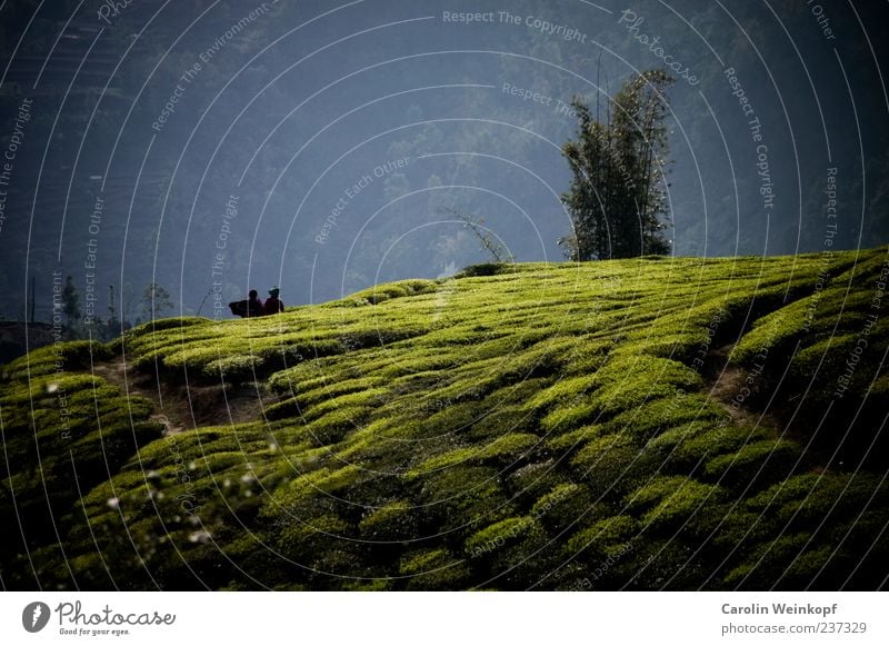 Tea. Landscape Agricultural crop Field Hill Beautiful Authentic Harvest Lanes & trails Nepal Asia Colour photo Exterior shot Tea plantation Deserted