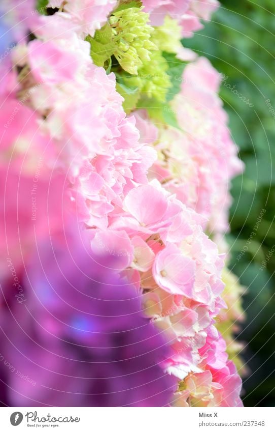 vernal Spring Flower Blossom Blossoming Fragrance Violet Pink Spring colours Play of colours Hydrangea Hydrangea blossom Spring flower Colour photo