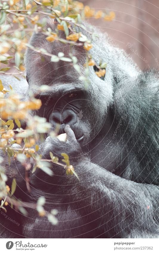 Sad Fruit Summer Animal Wild animal Animal face Paw Zoo 1 Gorilla Monkeys Colour photo Exterior shot Close-up Day Sunlight Shallow depth of field