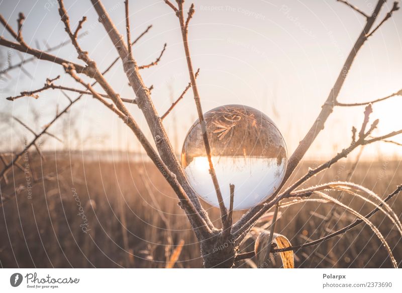 Glass orb in a tree on a cold morning Beautiful Meditation Vacation & Travel Sun Winter Snow Christmas & Advent Environment Nature Landscape Sky Autumn Weather