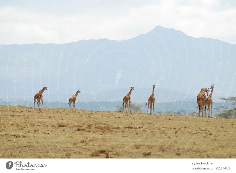 6 in one fell swoop Freedom Environment Nature Landscape Sand Sky Clouds Summer Plant Tree Bushes Mountain Animal Wild animal Group of animals Movement Going