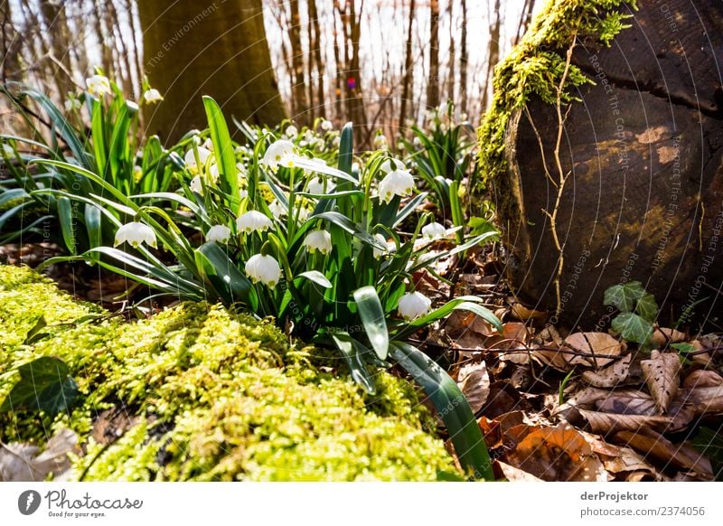 Märzenbecher in the sunlight Vacation & Travel Tourism Trip Far-off places Freedom Mountain Hiking Environment Nature Landscape Plant Spring Flower Forest Hill