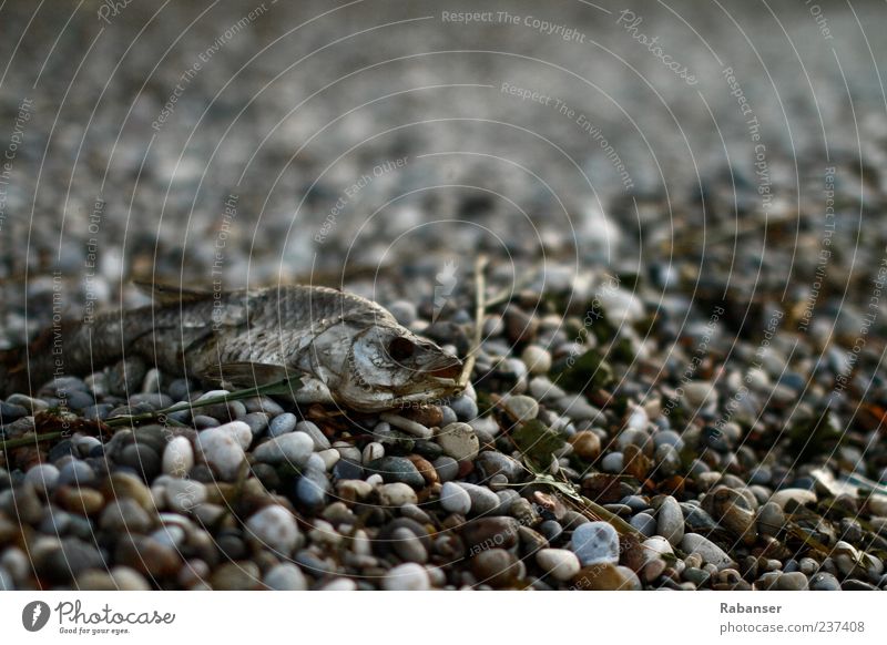 Grey death Nature Summer Climate change Alps Lakeside Lake Garda Animal Wild animal Dead animal Fish Animal face 1 Old Gloomy Truth Authentic Sadness Concern