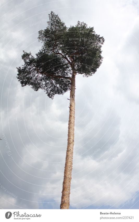 skystormer Nature Sky Clouds Tree To swing Growth Thin Tall Long Blue Brown Gray Green Emotions Curiosity Interest Uniqueness Height difference Cloud cover