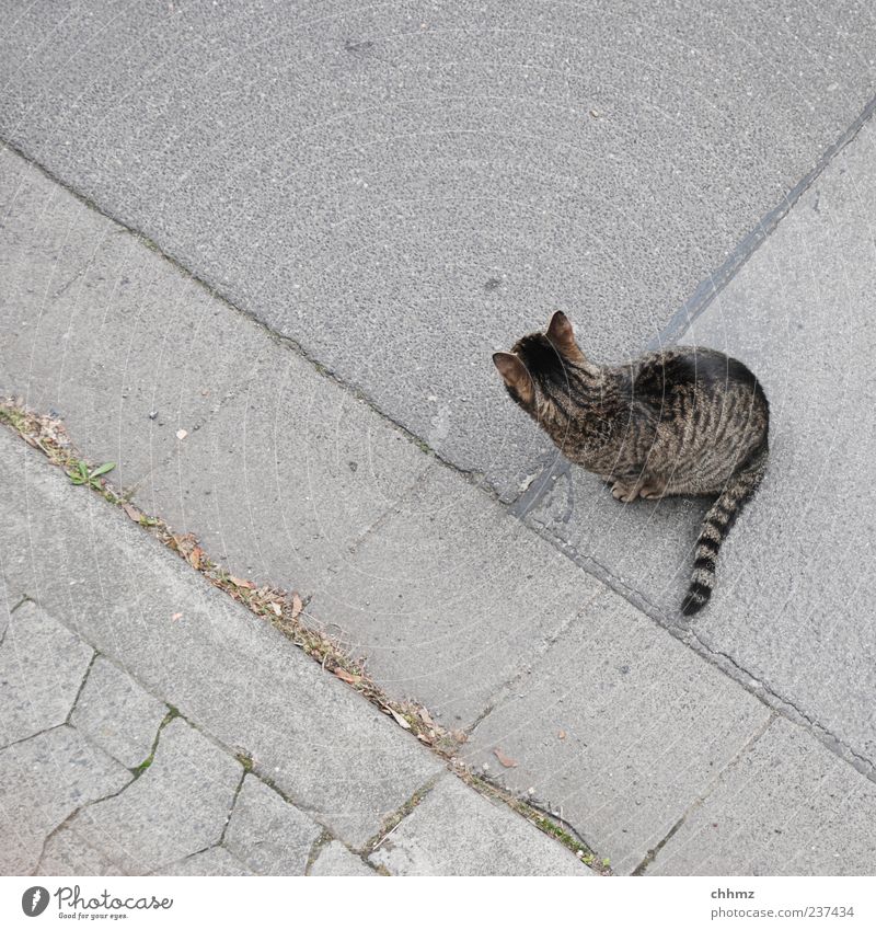 road strays Street Sidewalk Curbside Curbstone Animal Pet Cat 1 Stripe Observe Looking Sit Beautiful Uniqueness Gray Patient Calm Indifferent Freedom Seam Tar