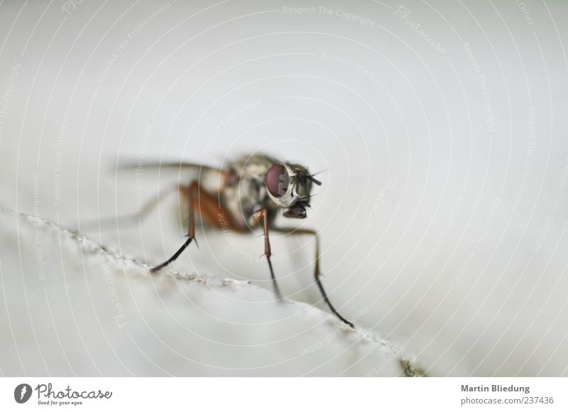 particular was here.... Animal Fly 1 Brown Gray White Legs Compound eye Wild animal Insect Copy Space left Neutral Background Subdued colour