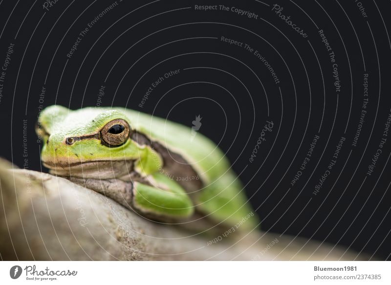 Tropical green tree frog on a branch in front of dark background Exotic Summer Garden Nature Animal Tree Wild animal Frog 1 Sit Dark Small Natural Green