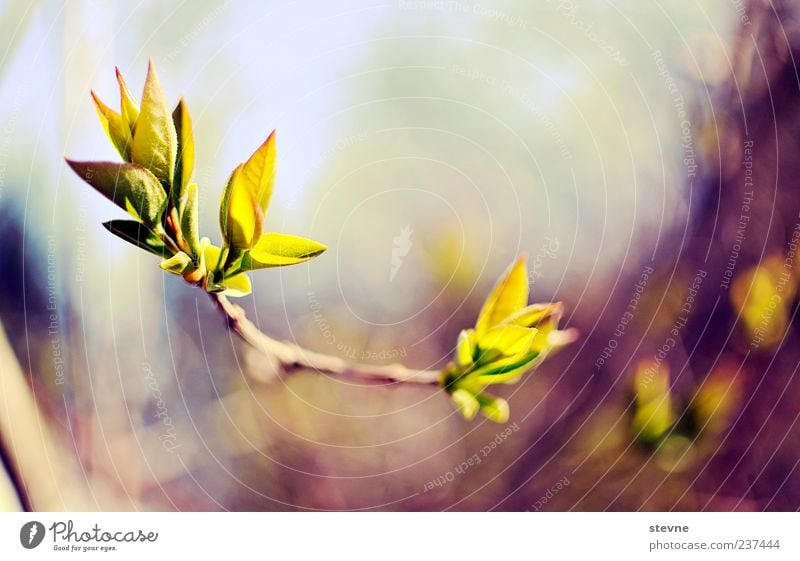 P f l a n z e. Nature Spring Beautiful weather Plant Colour photo Exterior shot Deserted Twigs and branches Delicate Graceful Blossom Growth Copy Space top