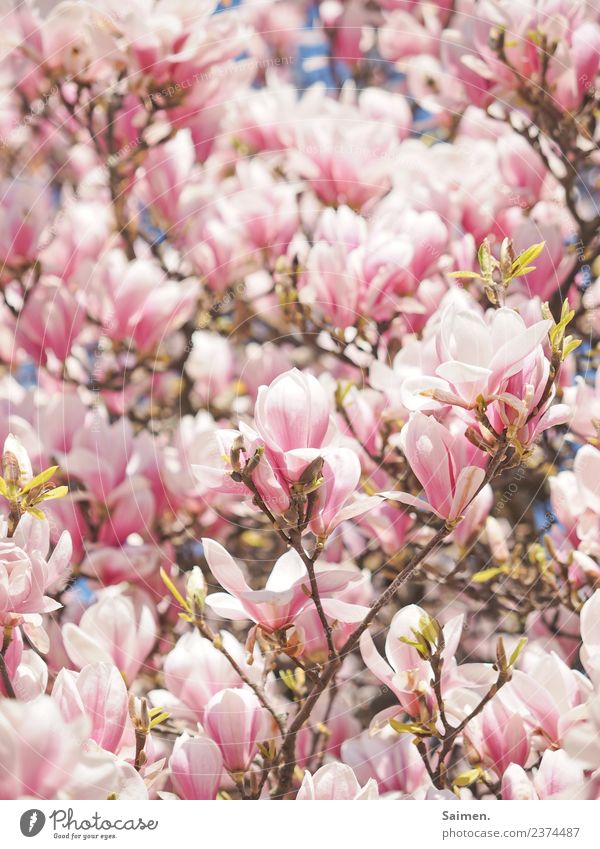 Magnolienblüten Magnolienbaum Blüte Zweige Ast Colour photo Nature Park Leaf Garden Spring Day Beautiful weather Sunlight Pink weiss