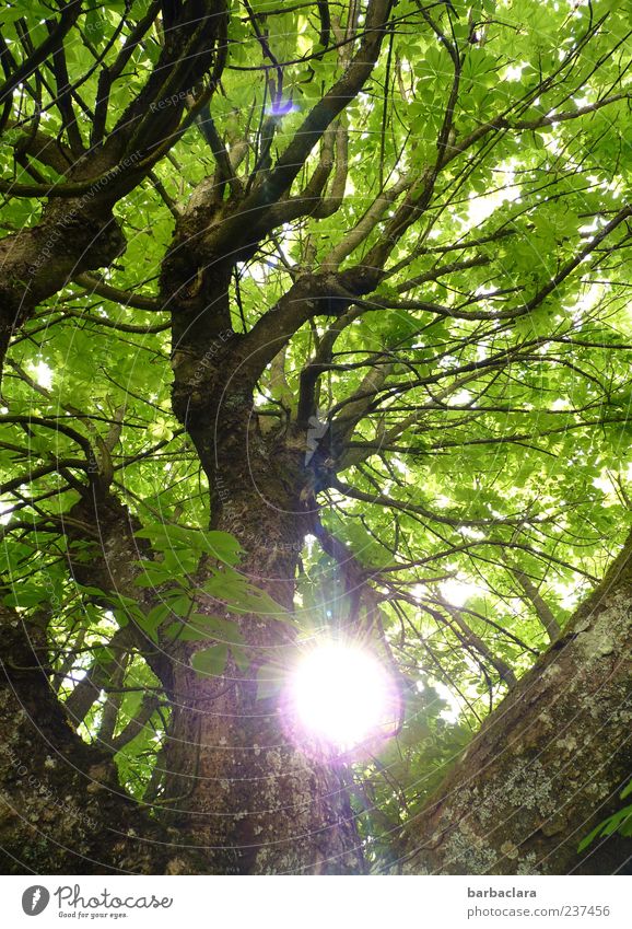 Sunday Nature Spring Summer Tree Illuminate Fresh Large Tall Brown Green Power Warm-heartedness Calm Colour photo Exterior shot Day Sunbeam Twigs and branches