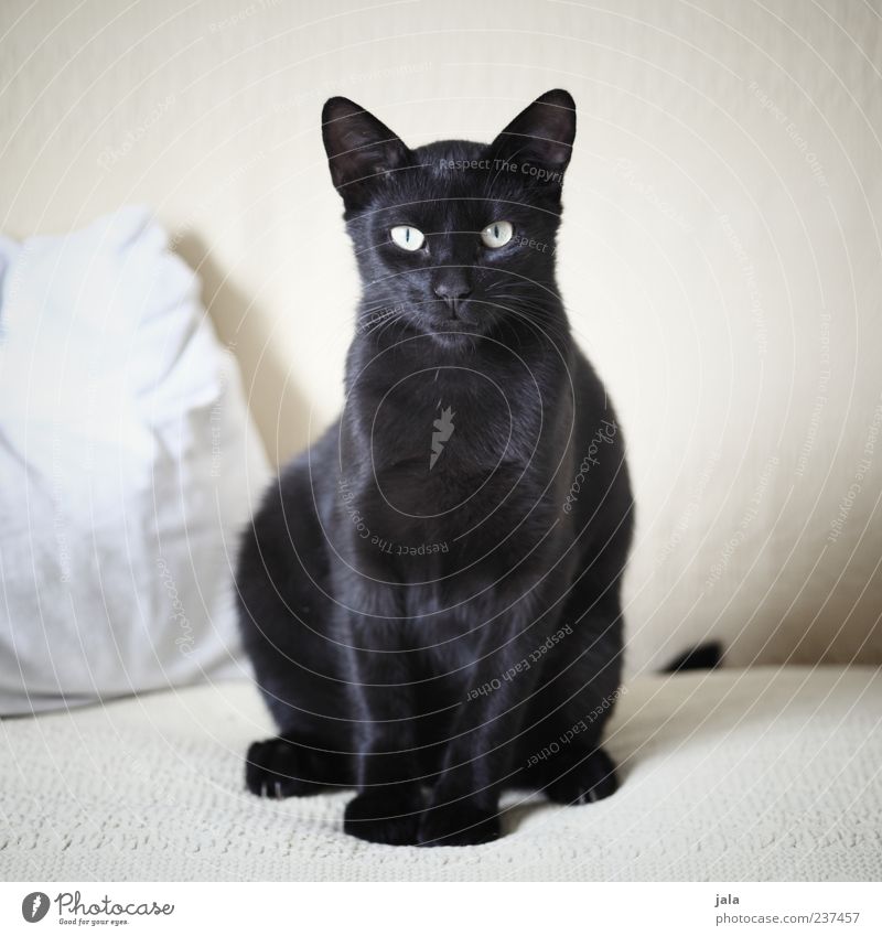 being pretty Sofa Animal Pet Cat 1 Looking Sit Esthetic Elegant Beautiful Black Domestic cat Colour photo Interior shot Deserted Day Animal portrait