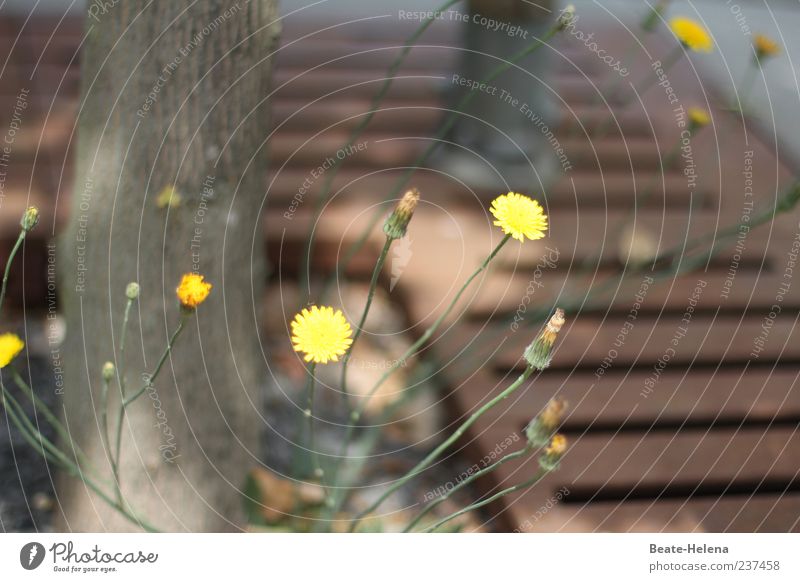 Yellow ray of hope Environment Nature Plant Sunlight Spring Tree Flower Brown Colour photo Exterior shot Deserted Blur Shallow depth of field Tree trunk Shadow