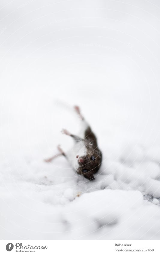 the view Nature Climate Climate change Ice Frost Snow Animal Dead animal Mouse Animal face Pelt 1 Free Wild Moody Sadness Concern Grief Death Decline Transience