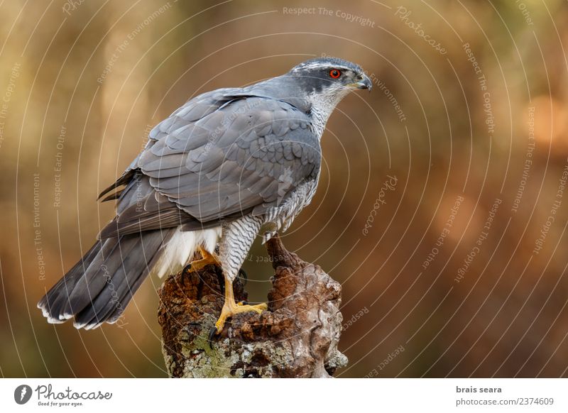 Northern Goshawk Science & Research Environment Nature Animal Forest Wild animal Bird 1 Wood Free Natural Love of animals northern goshawk aves wildlife