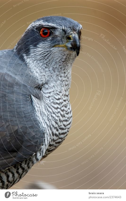 Northern Goshawk Science & Research Environment Nature Animal Forest Wild animal Bird 1 Love of animals Environmental protection northern goshawk aves wildlife