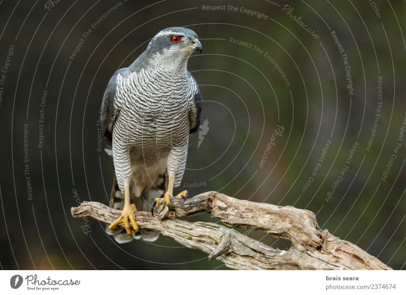 Northern Goshawk Environment Nature Animal Winter Forest Wild animal Bird Animal face Wing 1 Wood Elegant Free Natural Blue Green Red Love of animals