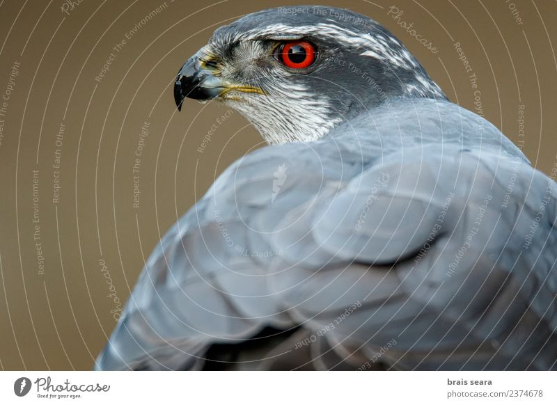 Northern Goshawk Environment Nature Animal Forest Wild animal Bird 1 Love of animals northern goshawk aves wildlife chordata vertebrate vertebrates Europe