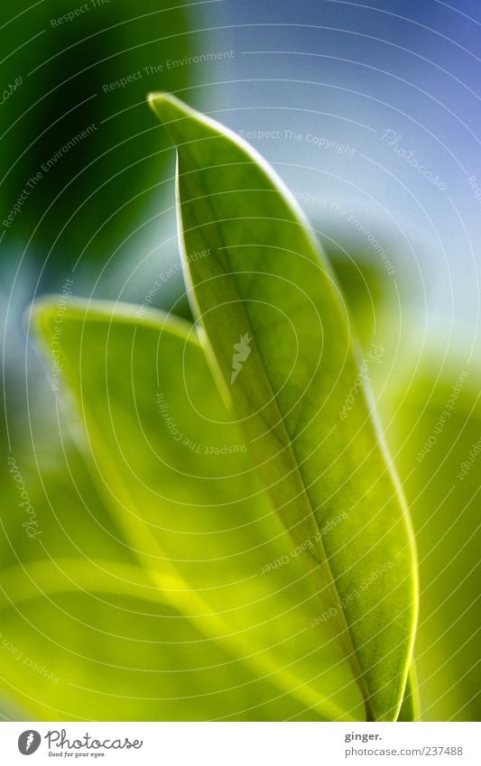 opened up Plant Leaf Green Rachis Light Translucent Side by side Leaf green Close-up Macro (Extreme close-up) Detail Sunlight Colour photo Interior shot