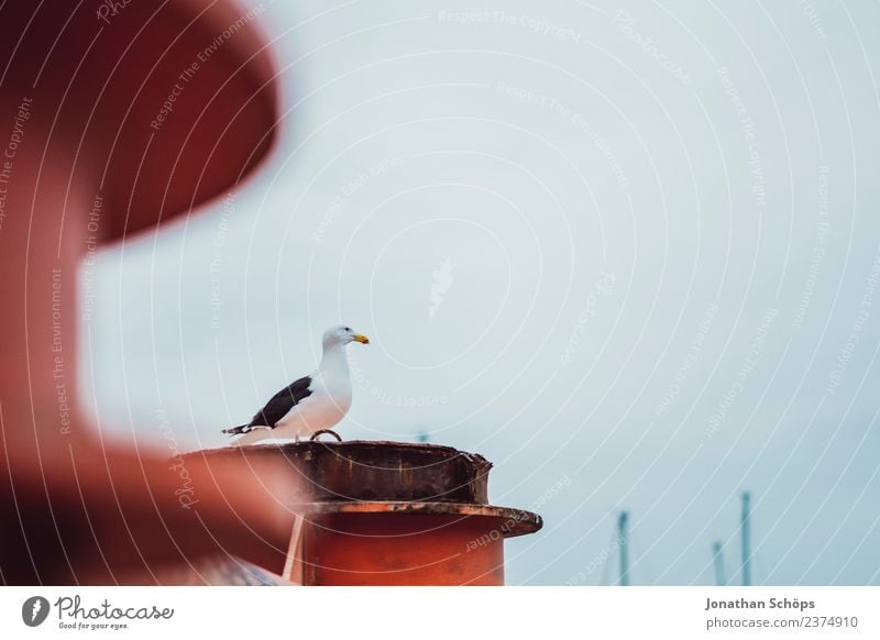 Seagull at the harbour Air Sky Brighton Great Britain Europe Town Port City Harbour Harbor city Animal Bird 1 Observe Looking Moody Trust Caution Patient Calm