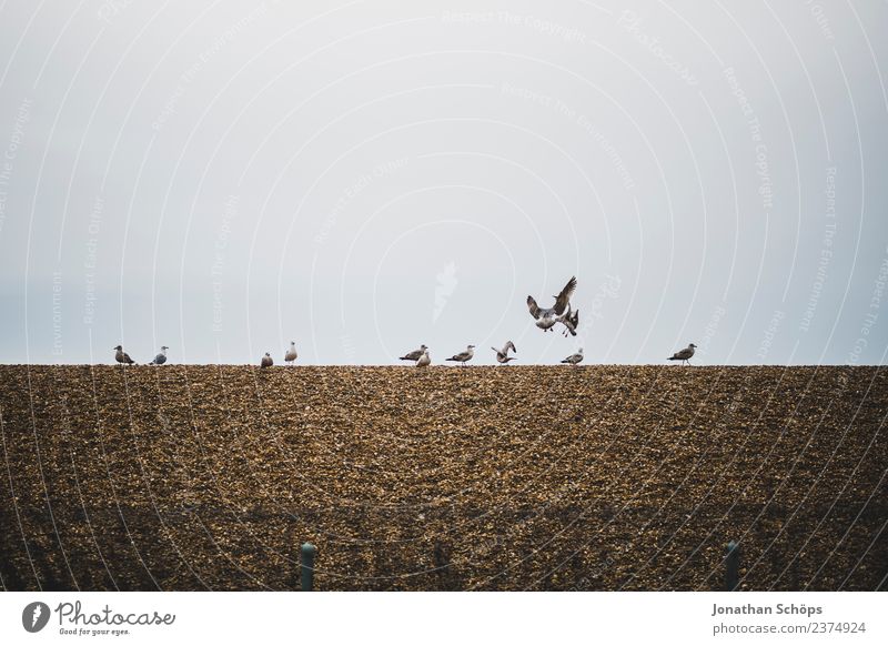 Seagulls sitting on the beach promenade Air Sky Coast Brighton Great Britain Europe Town Port City Wall (barrier) Wall (building) Animal Flock Flying Sit